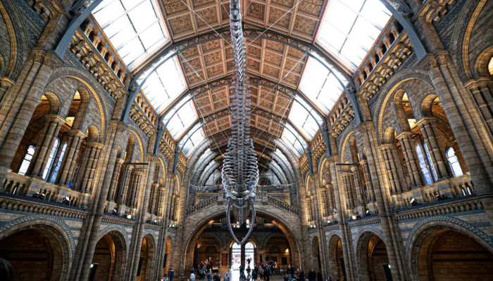 The Natural History Museum Guided Tour Golden Tours