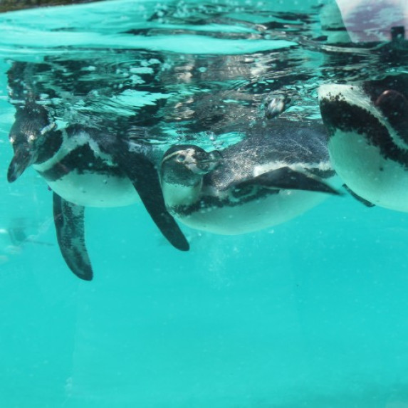 Penguins at ZSL London Zoo