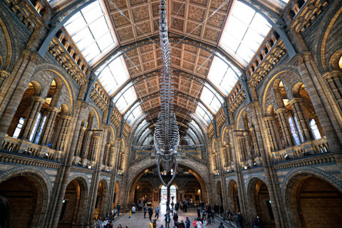 The Natural History Museum Guided Tour Golden Tours