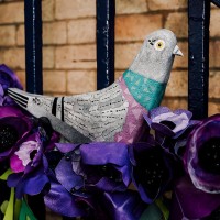 Billy the Pigeon